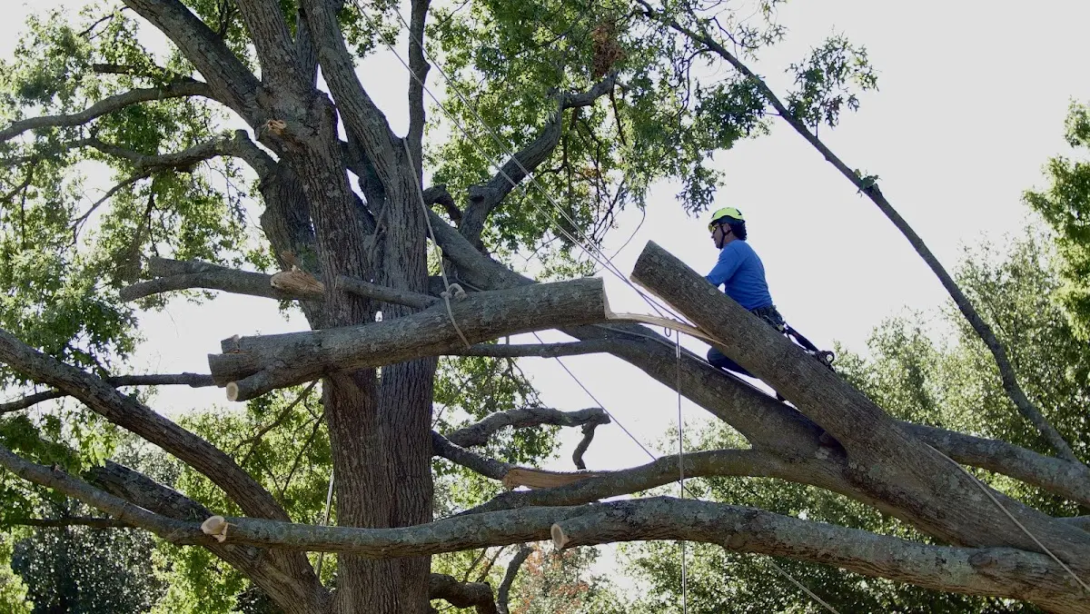 Professional Hazardous Tree Removal performed by certified arborists in Callaway
